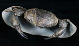 D Prepared Tumidocarcinus Giganteus Crab Fossil #4397-8